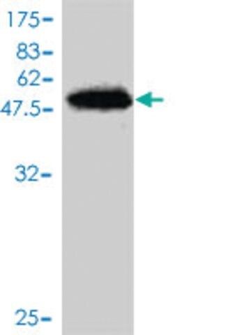 Monoclonal Anti-SNX10 antibody produced in mouse