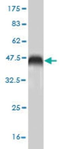 Monoclonal Anti-SRI antibody produced in mouse