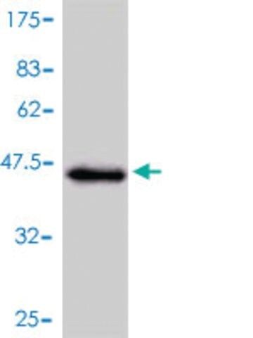 Monoclonal Anti-NGB antibody produced in mouse