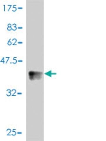 Monoclonal Anti-NLK antibody produced in mouse