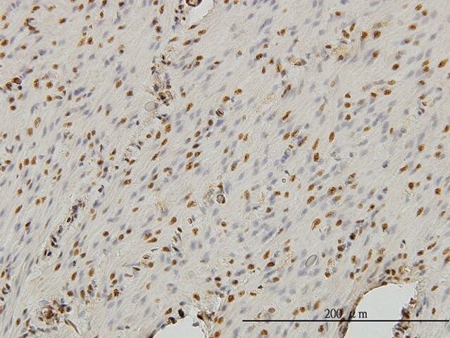 Monoclonal Anti-STAG1 antibody produced in mouse