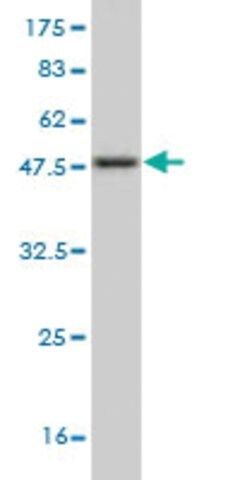 Monoclonal Anti-NGFRAP1 antibody produced in mouse