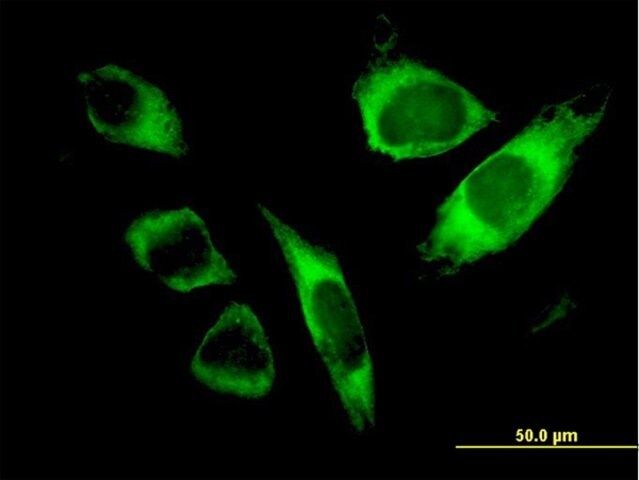 Monoclonal Anti-SPATA2 antibody produced in mouse