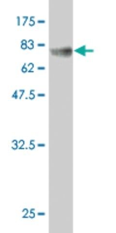 Monoclonal Anti-NOV antibody produced in mouse