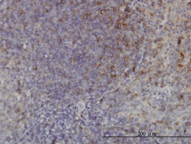 Monoclonal Anti-USP33 antibody produced in mouse