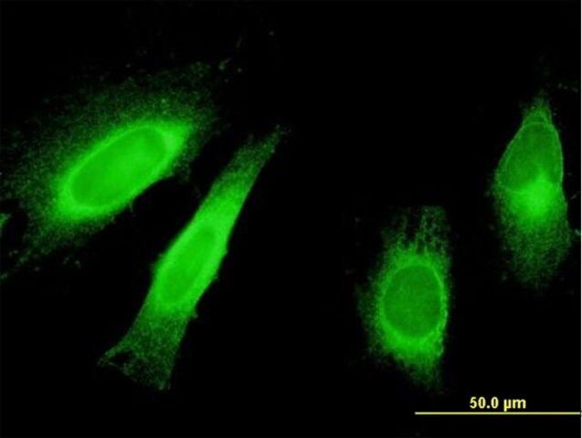 Monoclonal Anti-STAU1 antibody produced in mouse