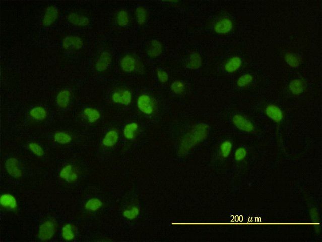 Monoclonal Anti-UBE2H antibody produced in mouse