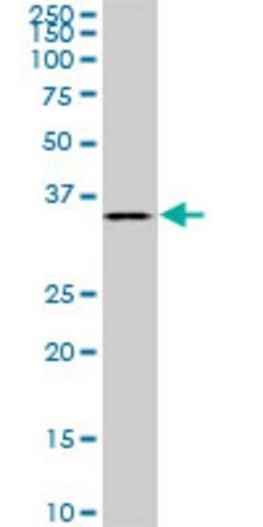 Monoclonal Anti-BVES antibody produced in mouse