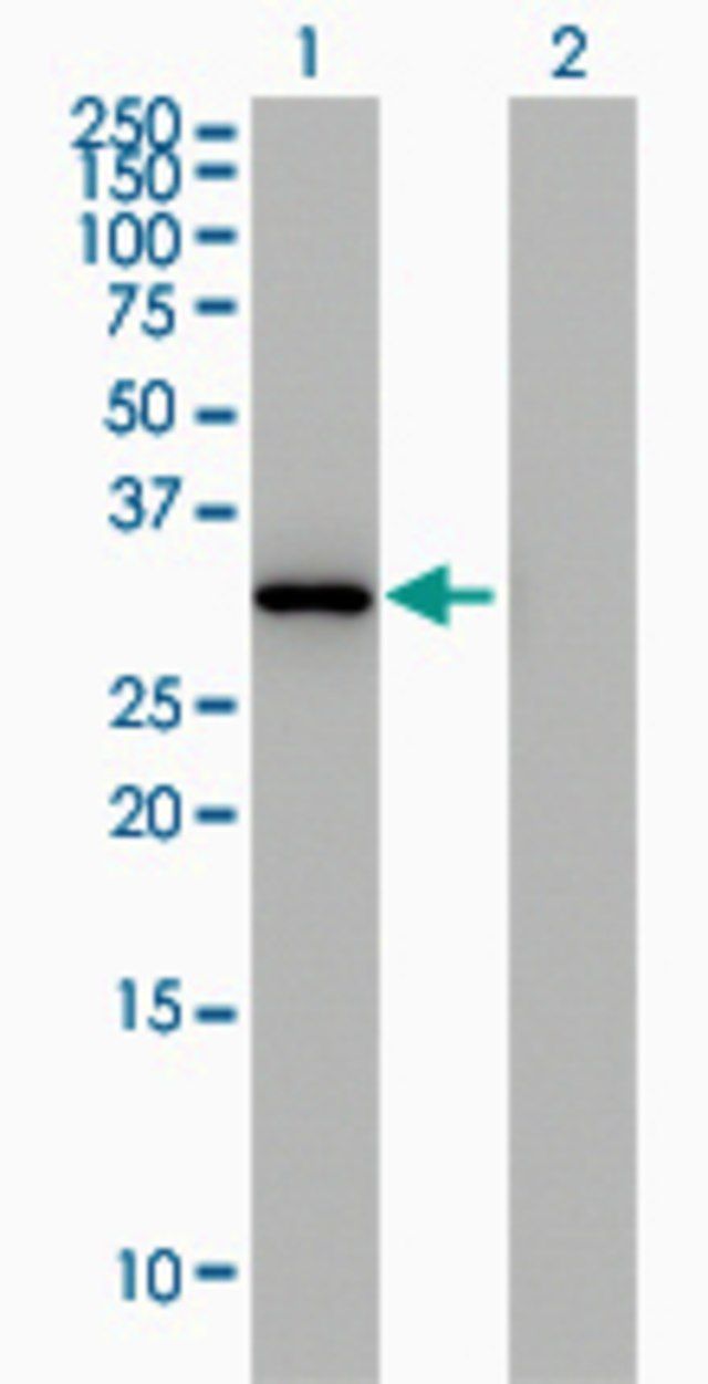 Monoclonal Anti-ANXA3 antibody produced in mouse