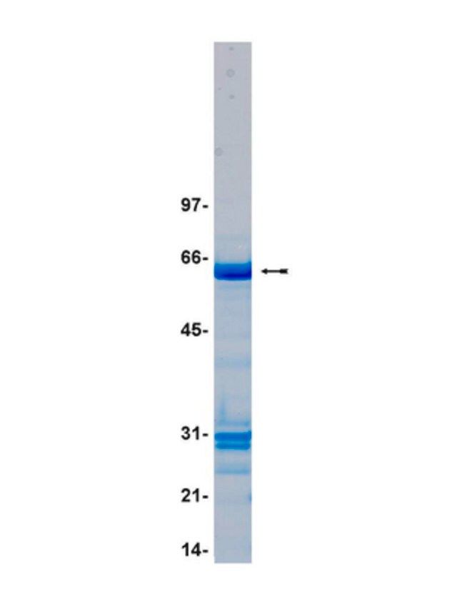 MKK4/SKK1 Protein, active, 10 g