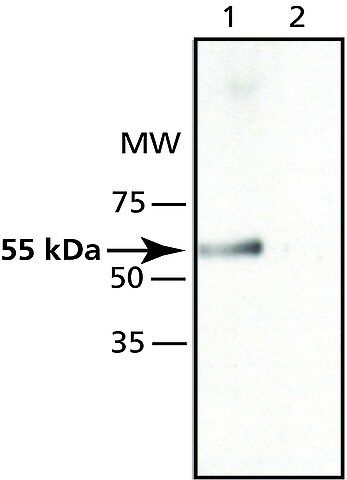 Anti-MOG (N-terminal) antibody produced in rabbit