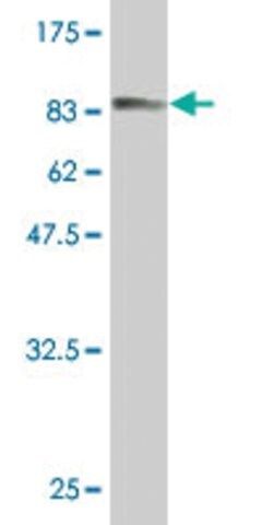 Monoclonal Anti-C6orf32 antibody produced in mouse