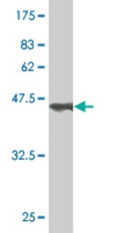 Monoclonal Anti-COMMD1 antibody produced in mouse