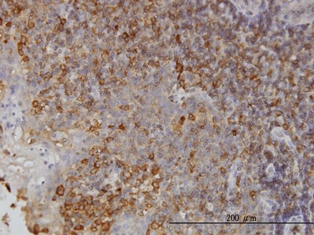 Monoclonal Anti-NMI antibody produced in mouse