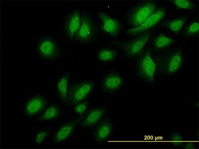 Monoclonal Anti-NEK3 antibody produced in mouse