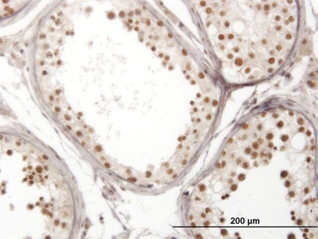 Monoclonal Anti-NOL4 antibody produced in mouse