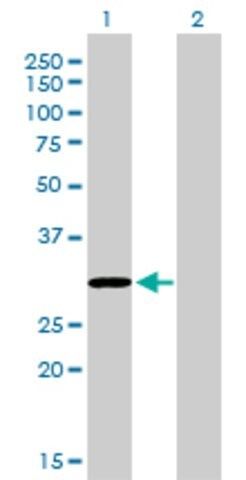 Monoclonal Anti-COASY antibody produced in mouse