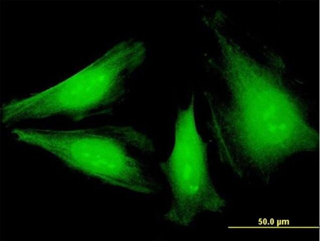 Monoclonal Anti-NEK6 antibody produced in mouse