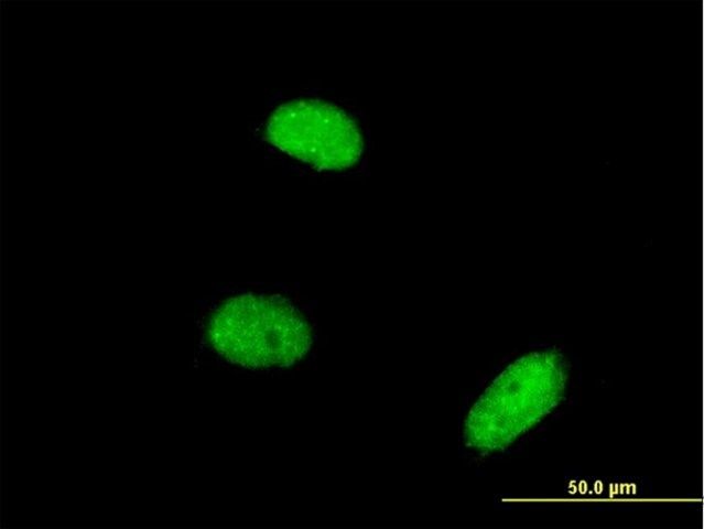 Monoclonal Anti-C6orf166 antibody produced in mouse