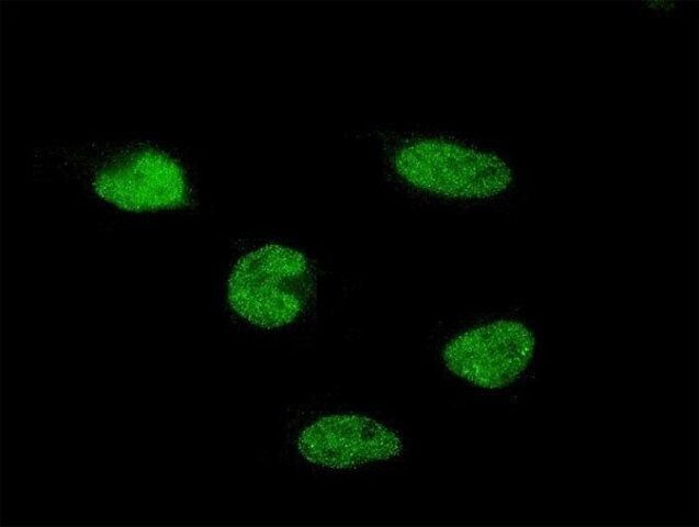 Monoclonal Anti-C11orf30 antibody produced in mouse