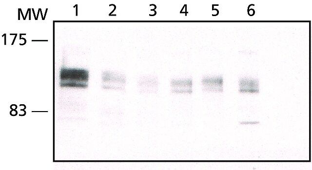 Anti-eIF4ENIF1 antibody produced in rabbit