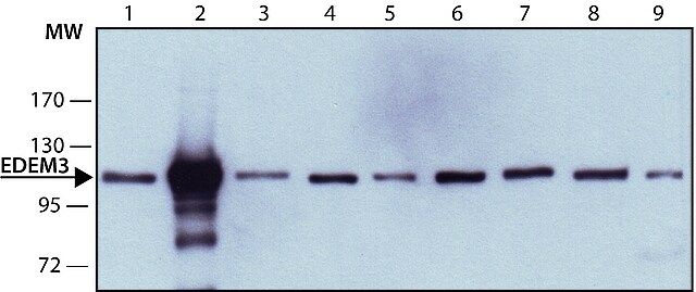 Monoclonal Anti-EDEM3 antibody produced in mouse