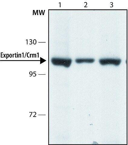 Anti-Exportin 1/Crm1 (C-terminal) antibody produced in rabbit