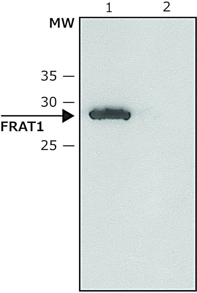 Anti-FRAT1 antibody produced in rabbit