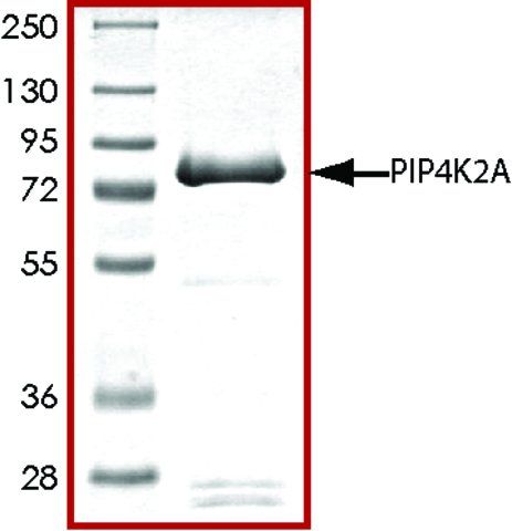 PIP4K2A, active, GST tagged human