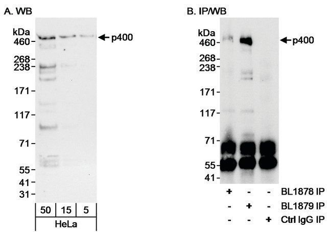 Rabbit anti-p400 Antibody, Affinity Purified