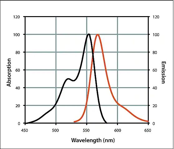 Anti-Goat IgG (H+L), highly cross-adsorbed, CF<sup>TM</sup> 555 antibody produced in donkey