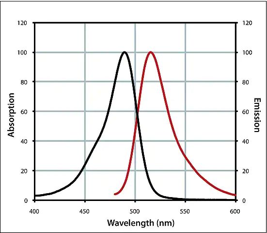 Anti-Mouse IgG (H+L), highly cross-adsorbed, CF<sup>TM</sup> 488A antibody produced in donkey