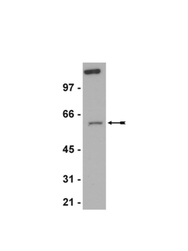 Anti-RIAP-3 (XIAP) Antibody