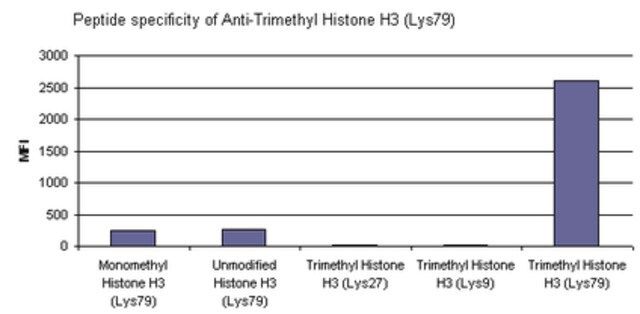 Anti-trimethyl Histone H3 (Lys79) Antibody