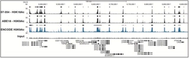 Anti-acetyl-Histone H3 (Lys18) Antibody