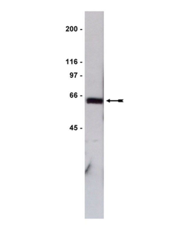 Anti-GST Tag Antibody