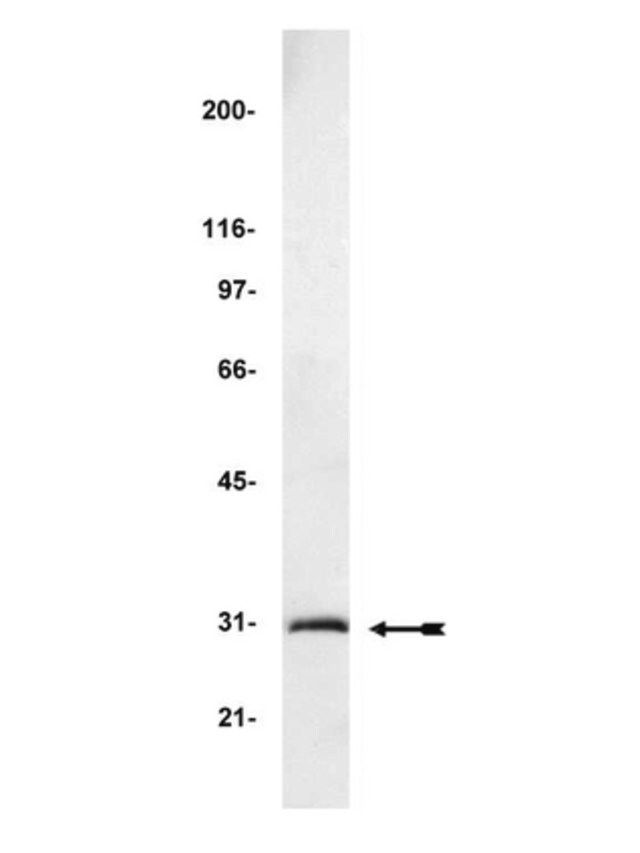 Anti-GFP (Green Fluorescent Protein) Antibody