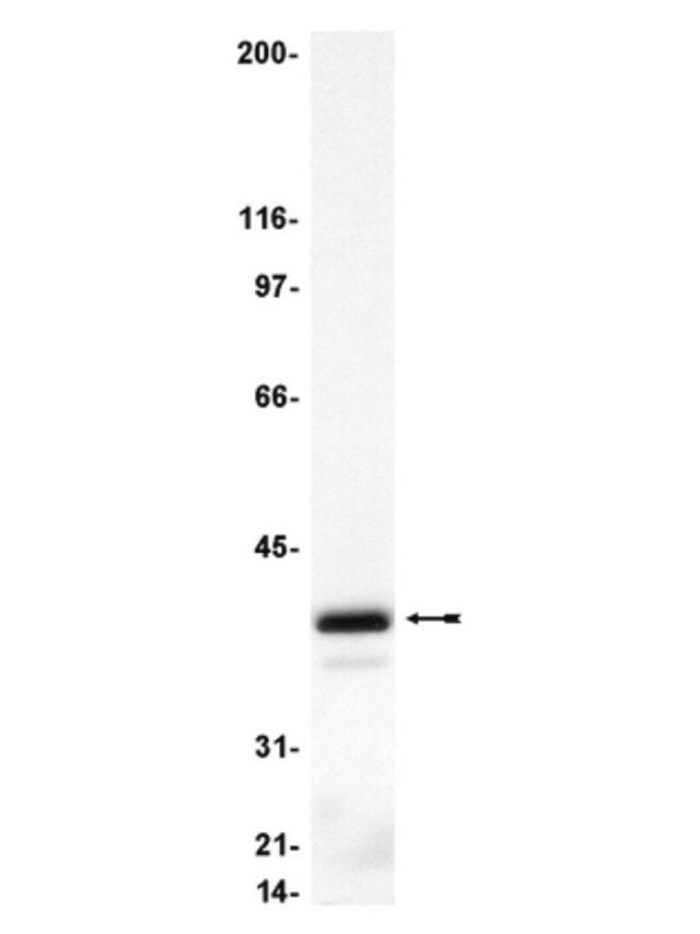 Anti-Gi3 Antibody