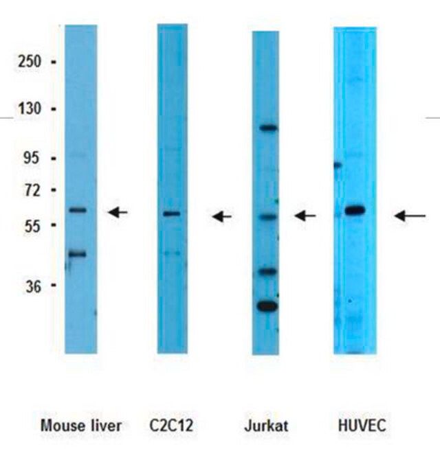 Anti-Frizzled 5 Antibody