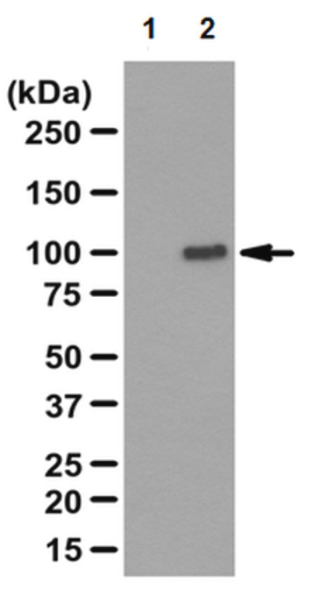 Anti-RIG-I, CT Antibody