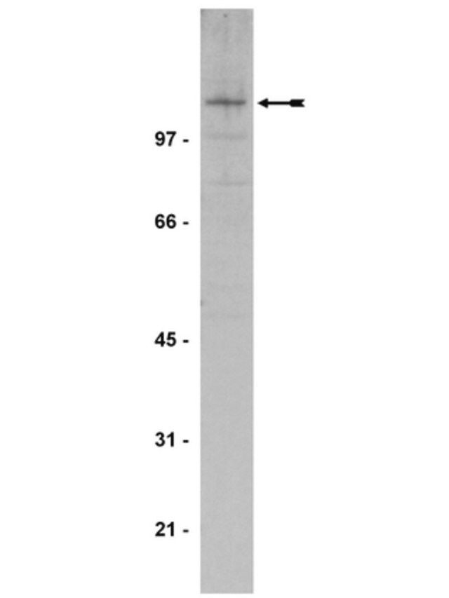 Anti-JAK3 Antibody