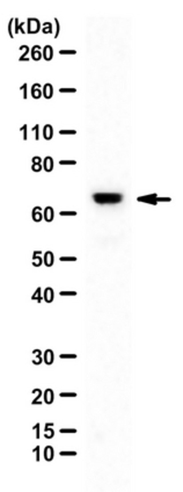 Anti-ITK/EMT/TSK Antibody