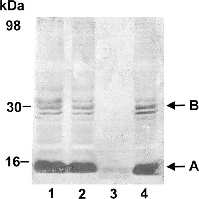 Anti-Nitrotyrosine Antibody