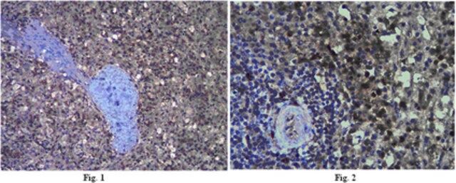 Anti-Interleukin-18 (IL-18) Antibody