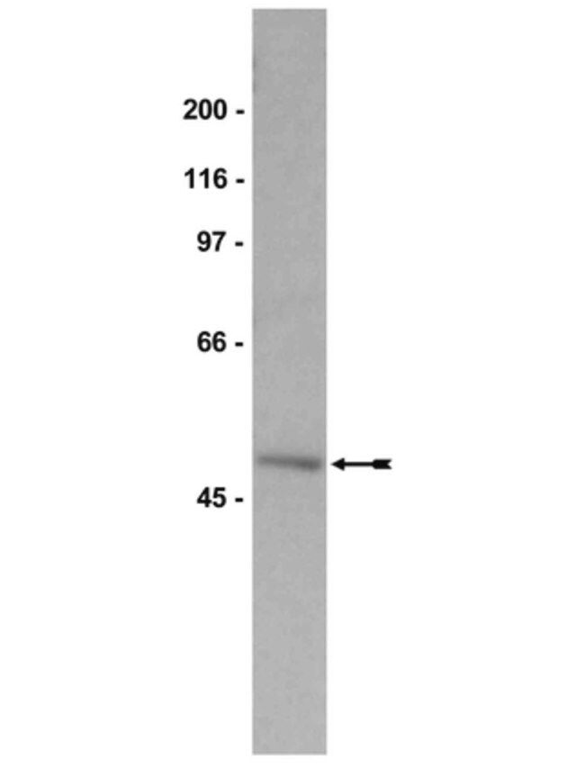 Anti-Nck Antibody