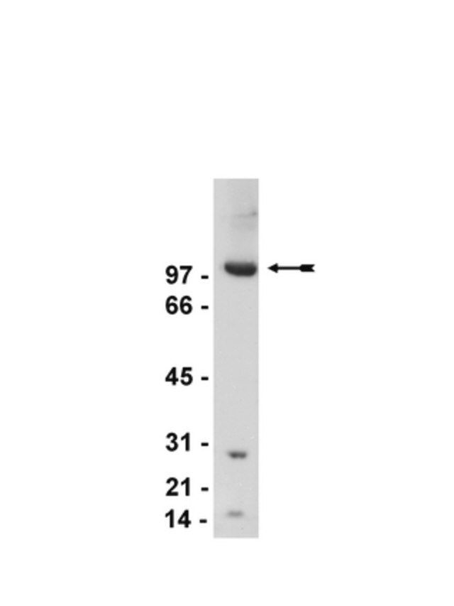 Anti-mGluR2/3 Antibody