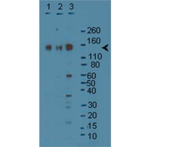 Anti-SynGAP Antibody