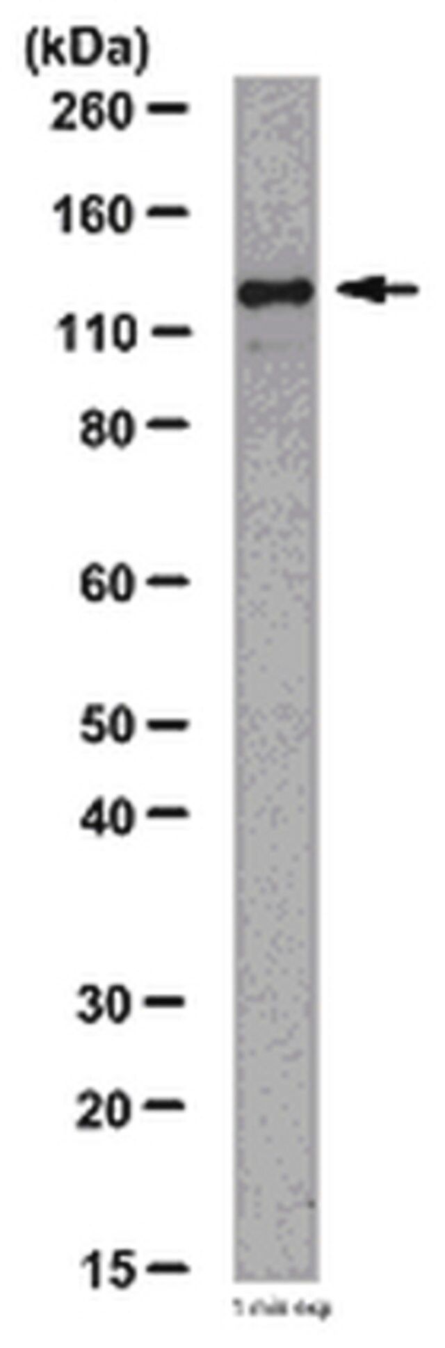 Anti-JAK2 Antibody