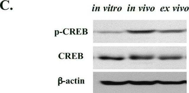 Anti-phospho-CREB (Ser133) Antibody