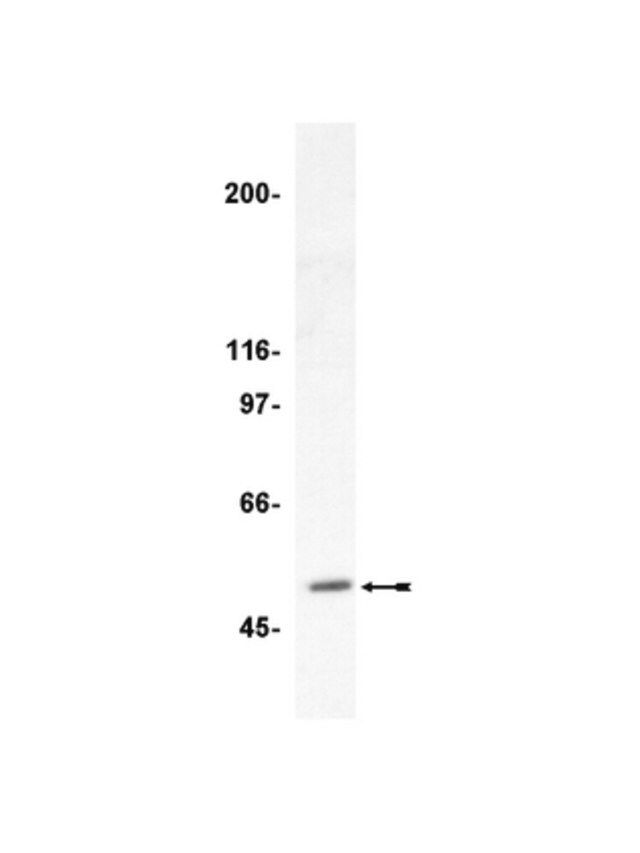 Anti-HDAC3 Antibody